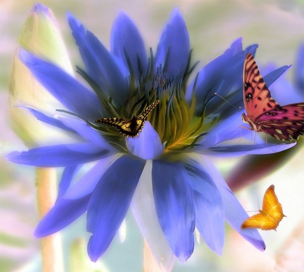 PAPILLONS
