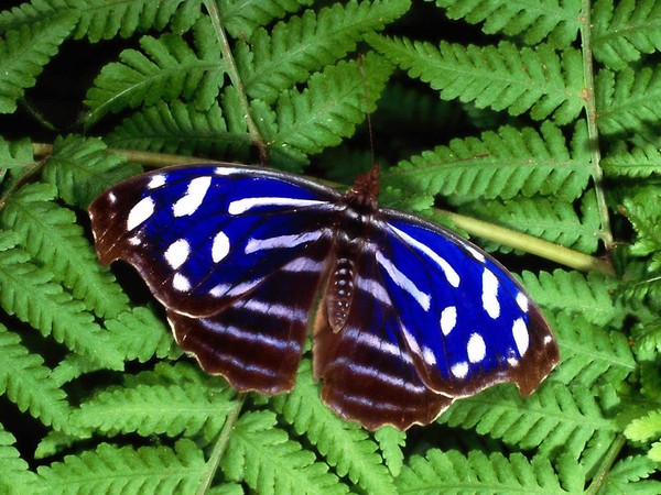 PAPILLON