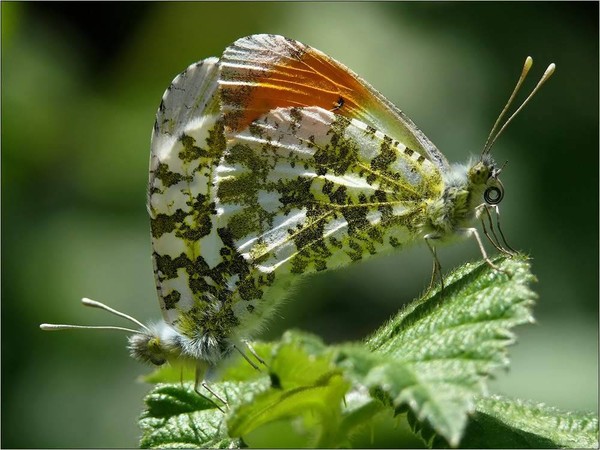 PAPILLON