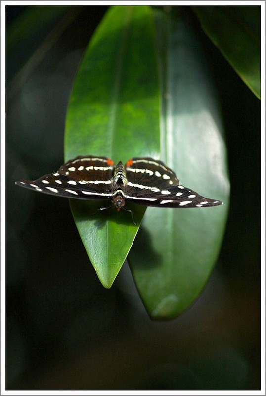 PAPILLON