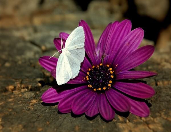 PAPILLON