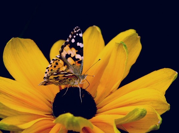 PAPILLON