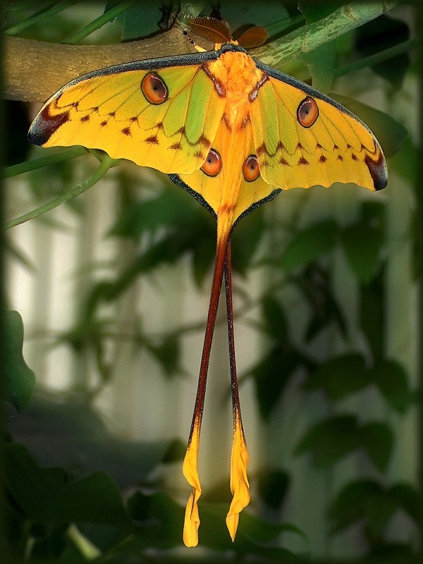 PAPILLON