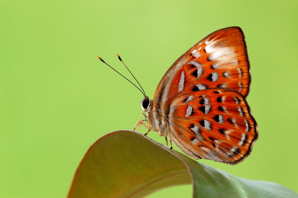 PAPILLON