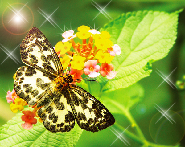 PAPILLON