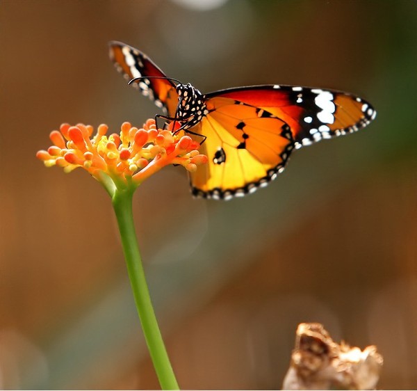 PAPILLON