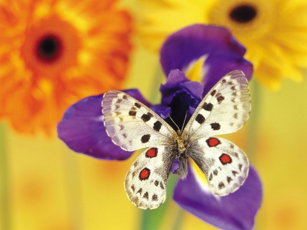 PAPILLON
