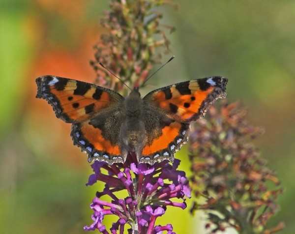 PAPILLON