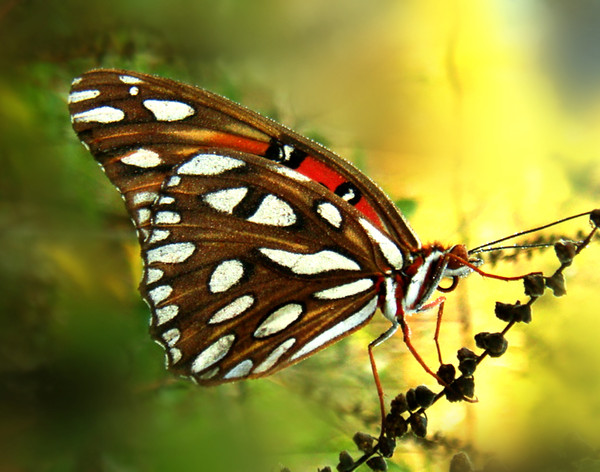 PAPILLON