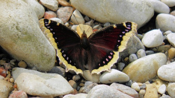 PAPILLON