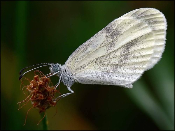 PAPILLON