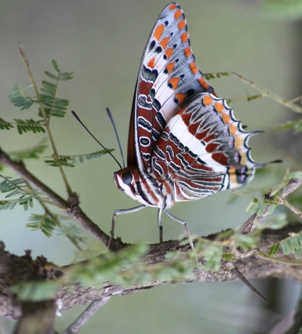 PAPILLON