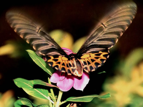 PAPILLONS