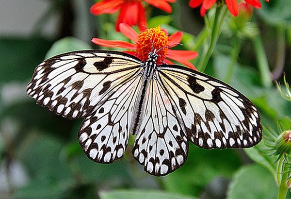 PAPILLON