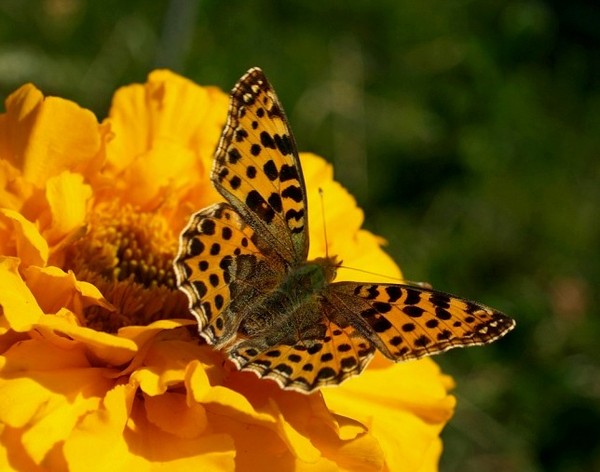 PAPILLON