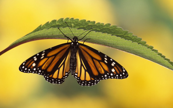 PAPILLON