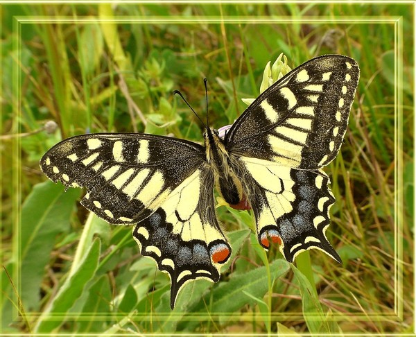 PAPILLON
