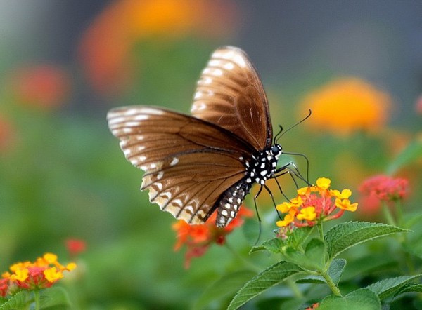 PAPILLON
