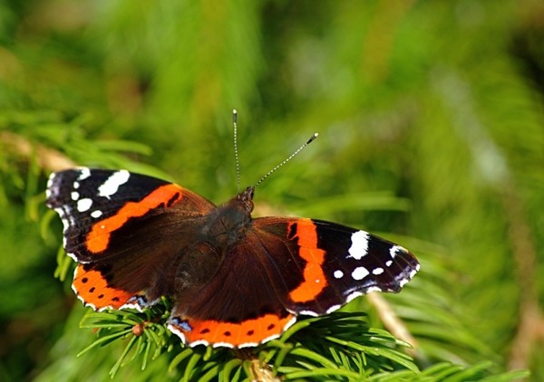 PAPILLON