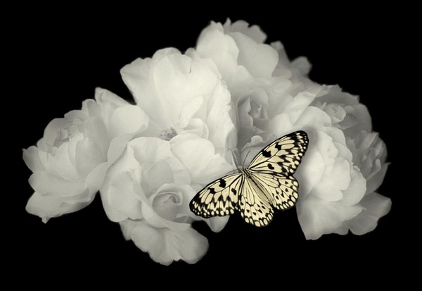 PAPILLON