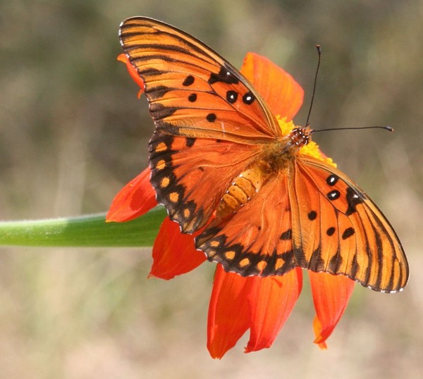 PAPILLON