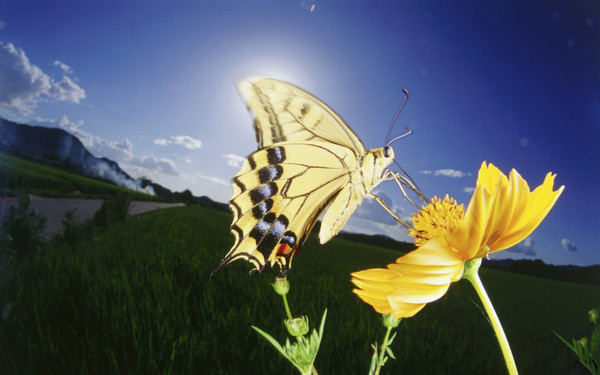 PAPILLON