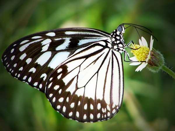 PAPILLON