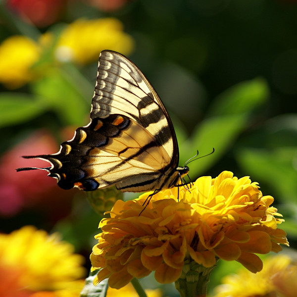 PAPILLON