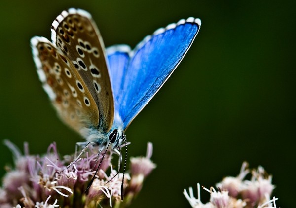 PAPILLON