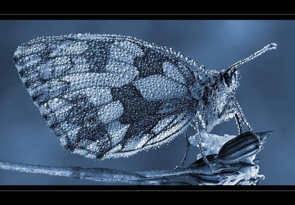 PAPILLON