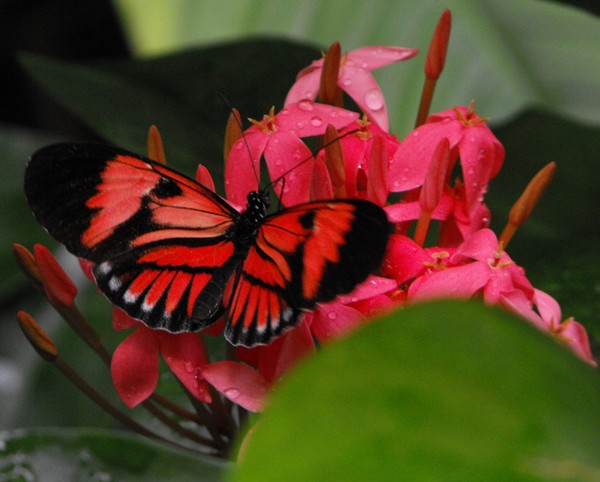 PAPILLON