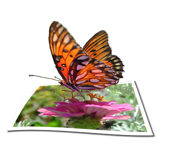 PAPILLON