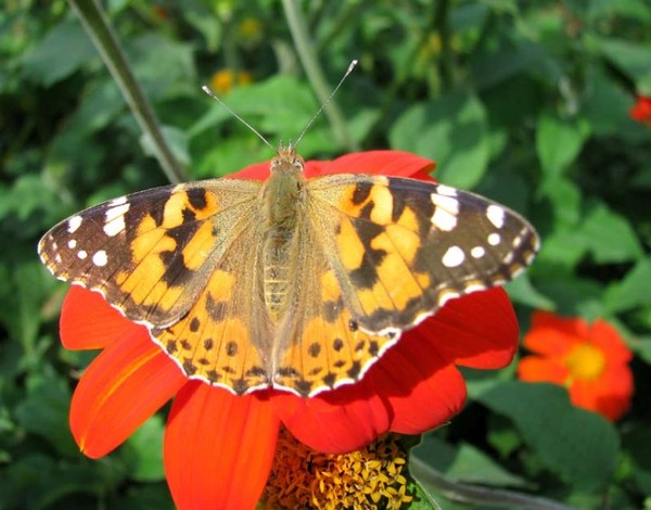 PAPILLON