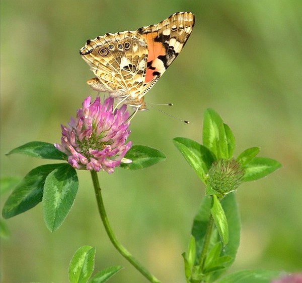 PAPILLON