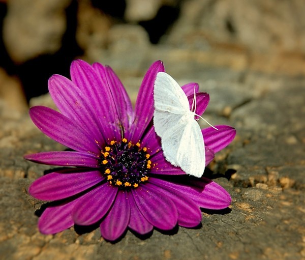 PAPILLON