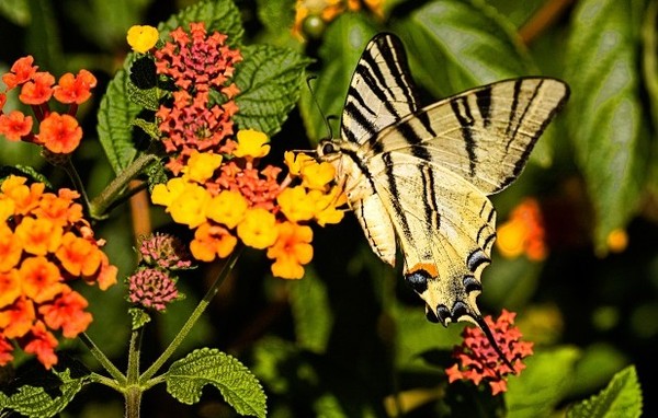 PAPILLON