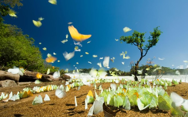 PAPILLONS