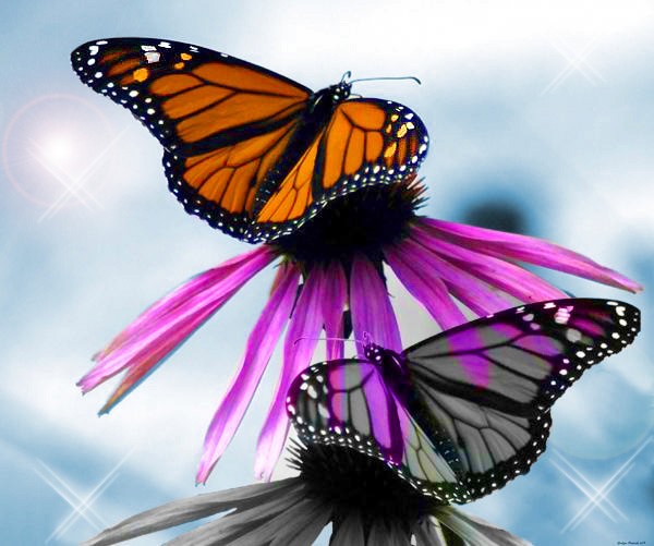 PAPILLONS