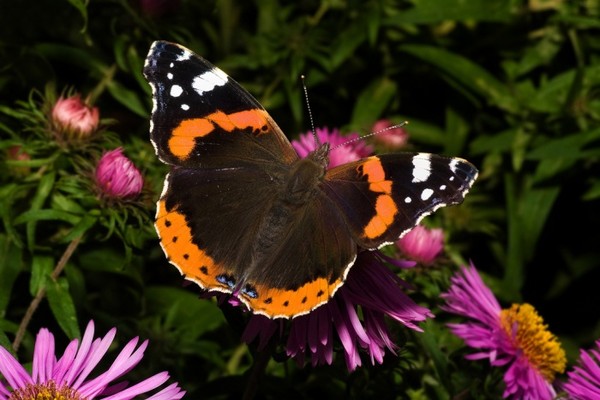 PAPILLON