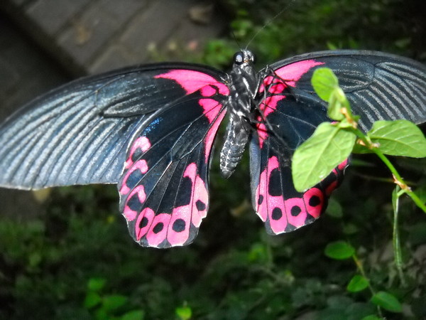 PAPILLON