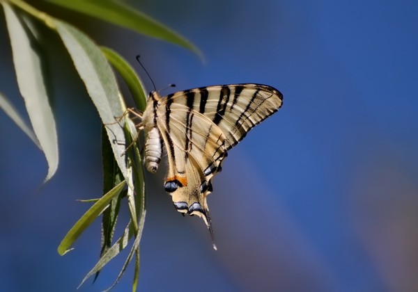 PAPILLON