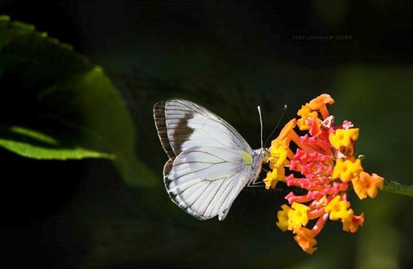 PAPILLON