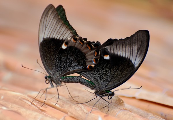 PAPILLONS