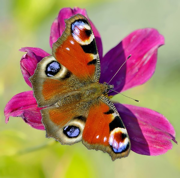 PAPILLON