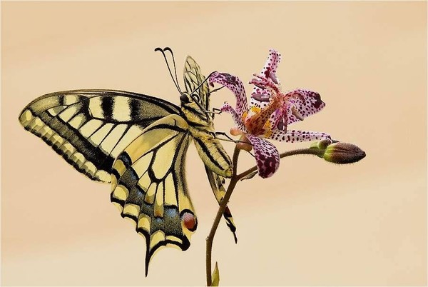 PAPILLON