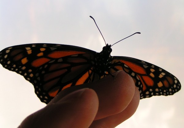 PAPILLON
