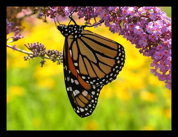 PAPILLON