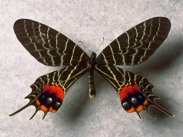 PAPILLON