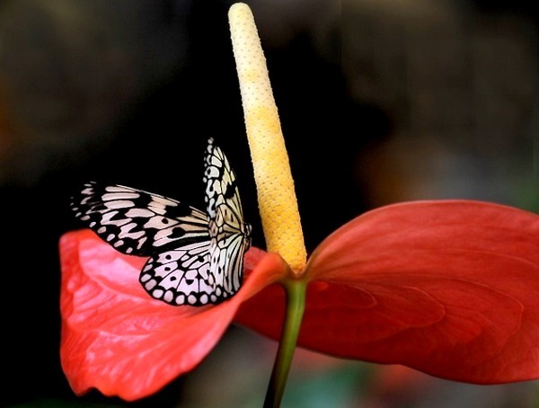 PAPILLON