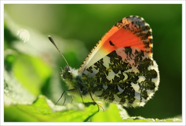 PAPILLON